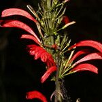 Razisea spicata फूल