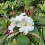 Rhododendron decorum Flor