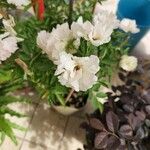 Rosa chinensis Flor