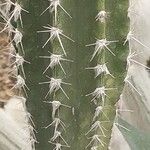 Pilosocereus leucocephalus Levél