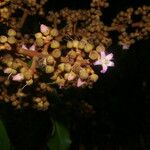 Parathesis cartagoana फूल