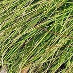 Sesleria caerulea Blad