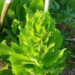 Lactuca sativa ഇല