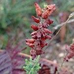 Erica ciliaris Frukto