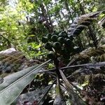 Potalia amara Fruto