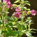 Lophospermum erubescens 葉
