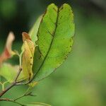 Julbernardia pellegriniana Hoja