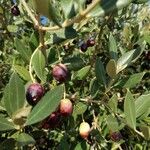 Olea europaea Fruit