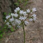 Nardostachys jatamansi ശീലം