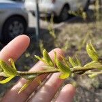 Salix myrsinifolia Цвят
