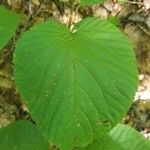 Viburnum lantanoides Leaf