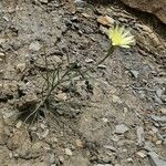 Scorzonera aristata 形態