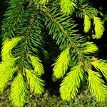 Picea abies Folha