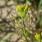 Descurainia sophia Fruit