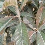 Eriobotrya japonica 叶