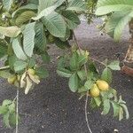 Psidium guajava Плод