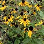 Rudbeckia trilobaFlors