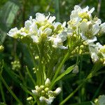 Armoracia rusticana Flower