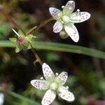 Saxifraga bronchialis Flor