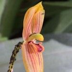 Mormolyca ringens Flor