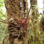 Asplenium hypomelas Drugo