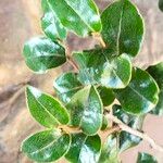 Diospyros whyteana Hoja