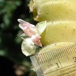 Calathea lasiostachya Flor