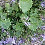 Campanula lactiflora Leaf