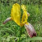 Iris variegata Virág