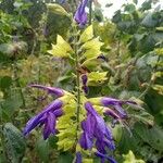 Salvia mexicana Cvet