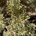 Juniperus phoenicea ᱥᱟᱠᱟᱢ