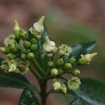 Voacanga africana Blomma