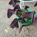 Oxalis triangularis Blatt