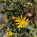 Grindelia squarrosaFleur