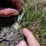 Gagea serotina Fula