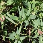 Centranthus lecoqii Hoja