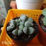 Gibbaeum petrense Hostoa