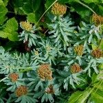 Rhodiola rosea موطن