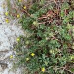 Potentilla pedata Arall