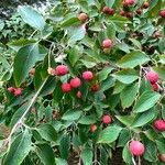 Cornus kousa Ffrwyth