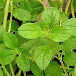 Origanum majorana List