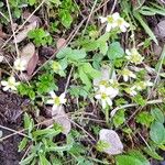 Saxifraga androsacea Cvet