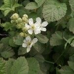 Rubus canescens 花