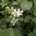 Rubus canescens Kvet