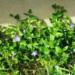 Vinca major عادت