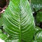 Spathiphyllum friedrichsthalii Leaf