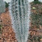 Pachycereus pringlei Leaf