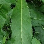 Lactuca virosa Leaf