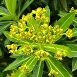 Euphorbia stygiana Квітка