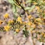 Acacia terminalis Цвят